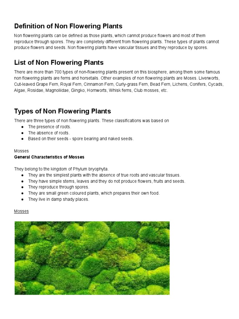 Non Flowering Plants Ex Pdf Fern Pinophyta