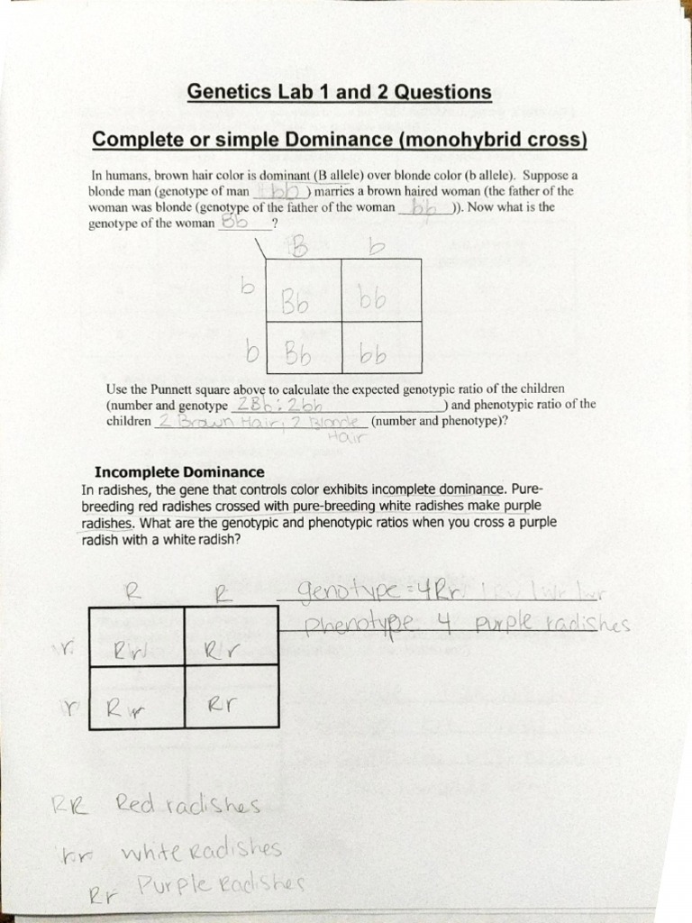 42318 333 Pm Office Lens Pdf Dominance Genetics Allele