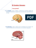 El Cerebro Humano PDF