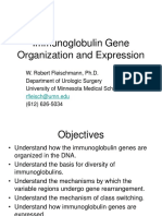 Immunoglobulin Gene Organization and Expression