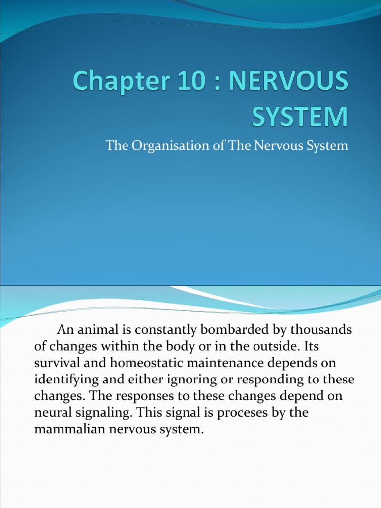The Organisation of The Nervous System | PDF | Wellness | Science ...
