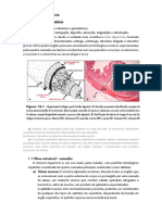 Histologia do sistema digestório