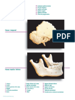 Estructuras anatómicas del hueso temporal y maxilar inferior