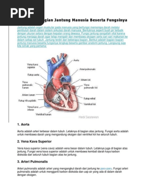 12 Bagian Bagian Jantung Manusia Beserta Fungsinya 1 Aorta