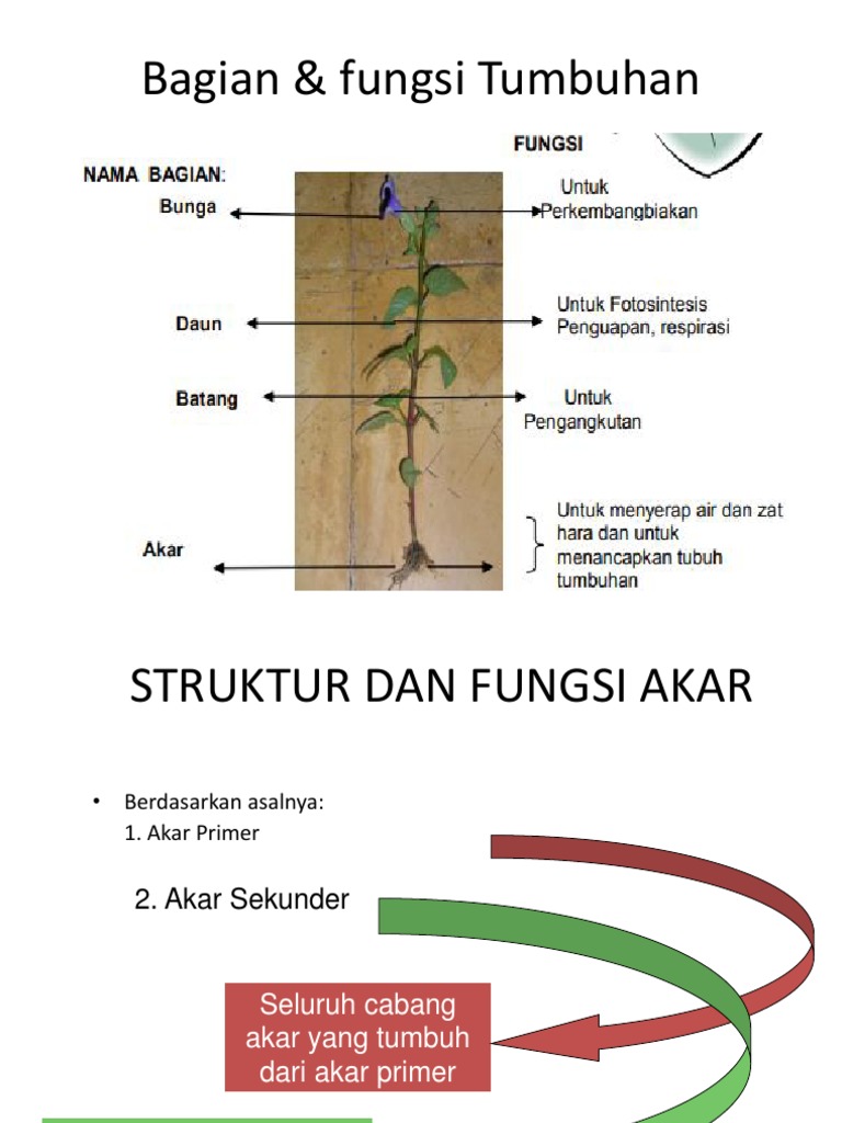 struktur dan  fungsi jaringan  tumbuhan  ppt 