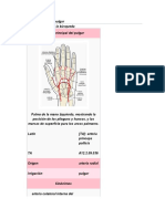 Arteria principal del pulgar (APdP