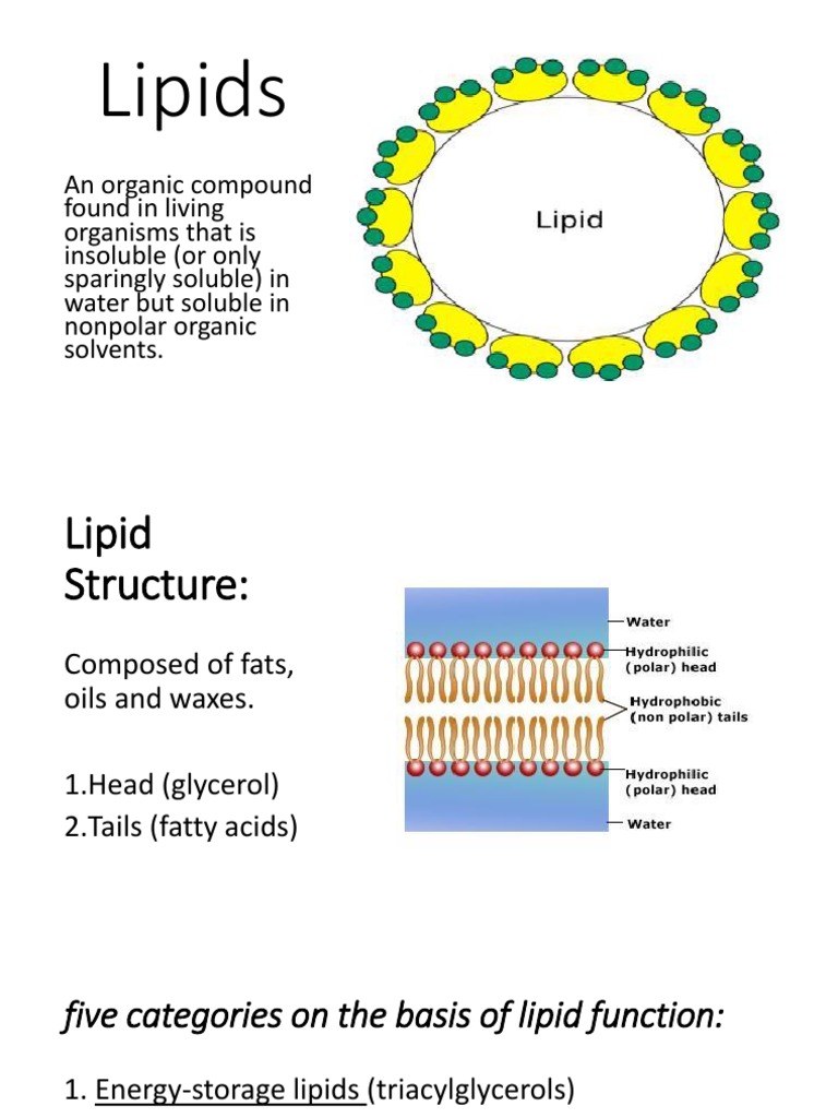Lipids Lipid Fatty Acid
