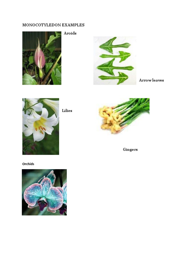 Monocotyledon Examples PDF
