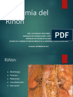 anatomiadelrinon-170907045310