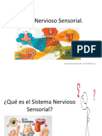 Sistema Nervioso Sensorial: Receptores y Estímulos