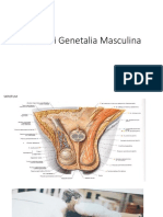 Anatomi Genetalia Masculina.pptx