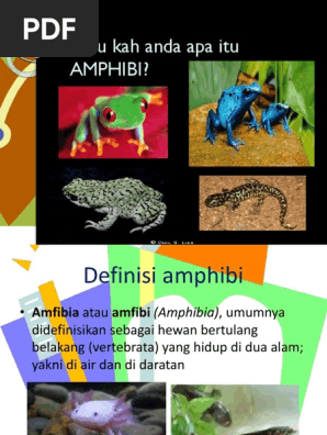 Amphibi Ppt