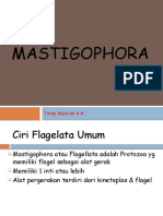 4A- MASTIGOPHORA