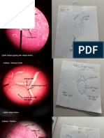 Praktikum Histologi