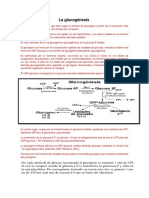 Glucogénesis: Síntesis glucógeno