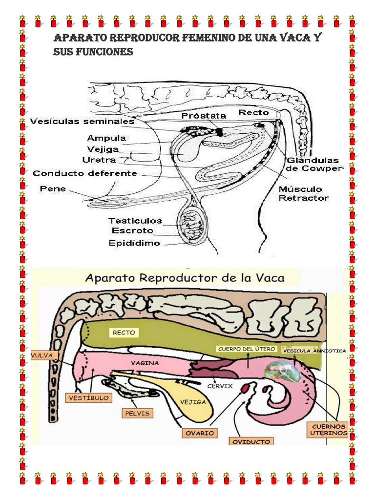 Aparato Reproducor Femenino de Una Vaca y Sus Funciones Vagina Vacas
