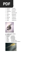 Insect Collection Labeling Guide | PDF | Typefaces | Insects