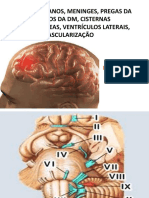 Meninges, Nervos, Vascularização, Seios Da DM, Cisternas