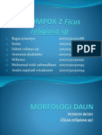 Morfologi Daun