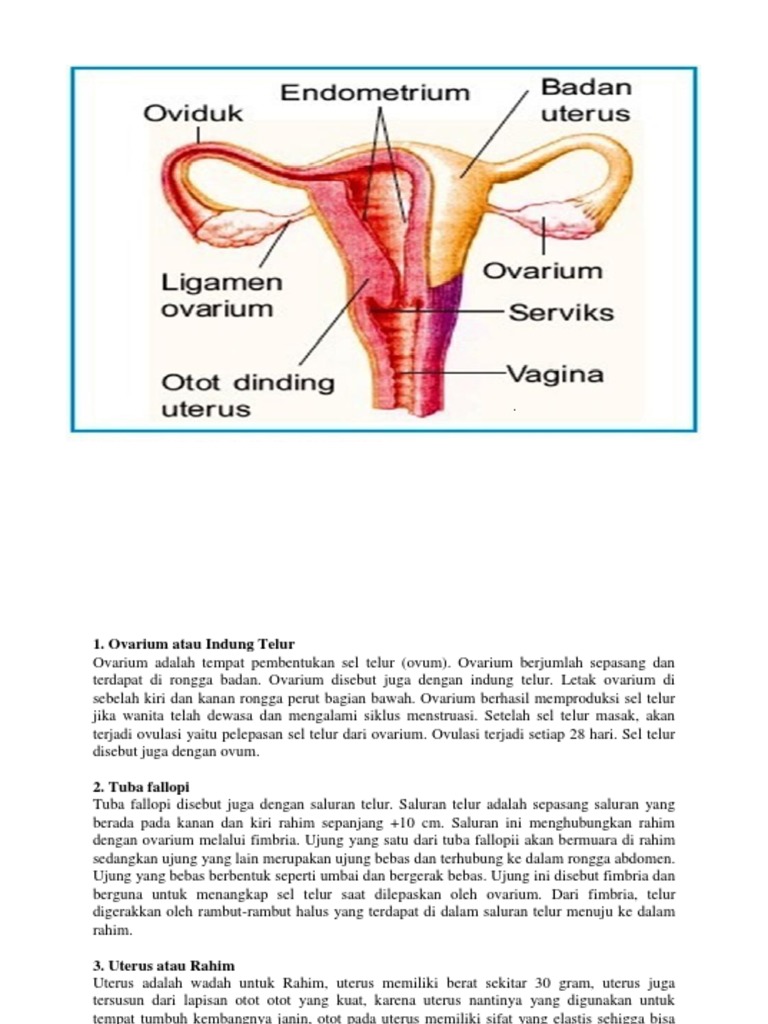 Tempat terjadinya ovulasi