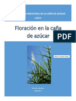 Floración en La Caña de Azúcar - 2204092628