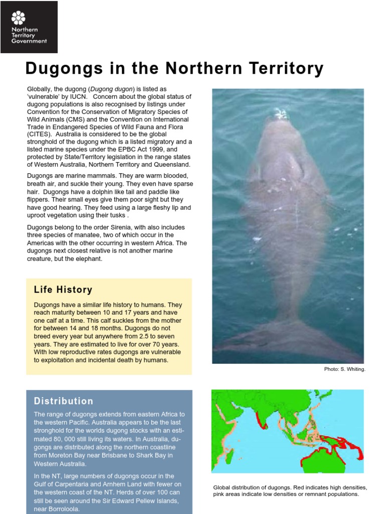 Dugong Conservation in Northern Territory | PDF | Coral Reef | Organisms