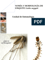 Larvas Adultos Mosquitos