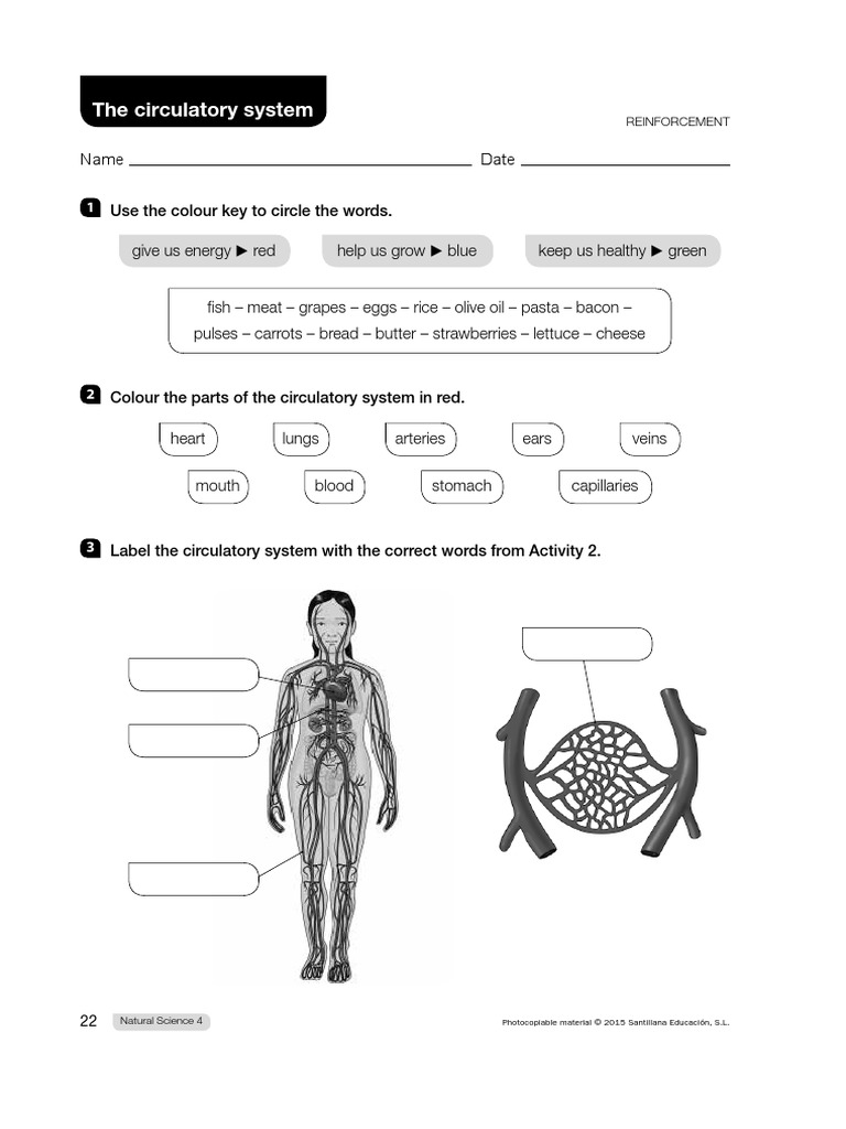 Natural Circulatory System Pdf Pdf Circulatory System Blood