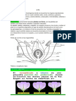 La flor: estructura y partes