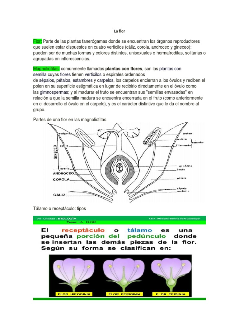 Partes y Estructura de la Flor | PDF | Flores | Botánica