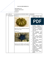 Echinoidea Arbacia SP.: Filum Echinodermata