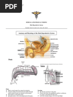 Understanding the Penile Raphe Line | PDF | Genitourinary System ...