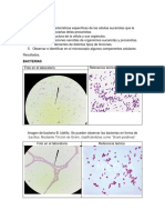 Estructura Celular BCTI