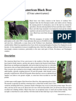 Black Bear Fact Sheet (RI DEM)