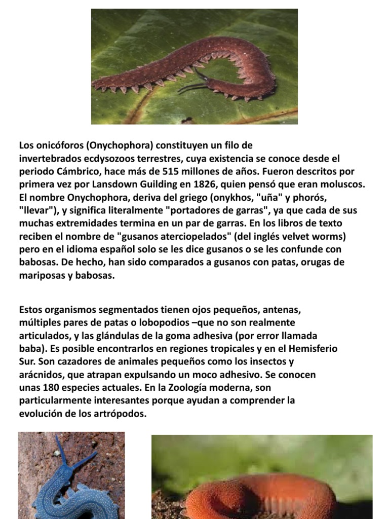 onicoforos | Organismos | Naturaleza