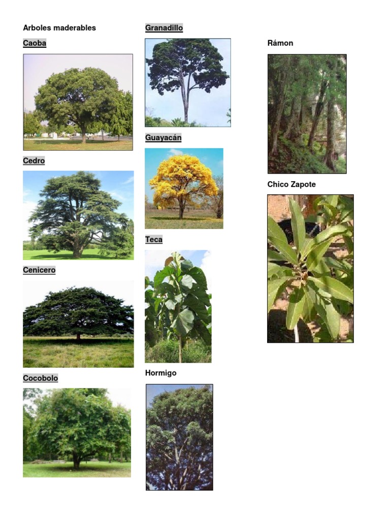 Arboles Maderables | PDF | Forma de vida vegetal | Plantas