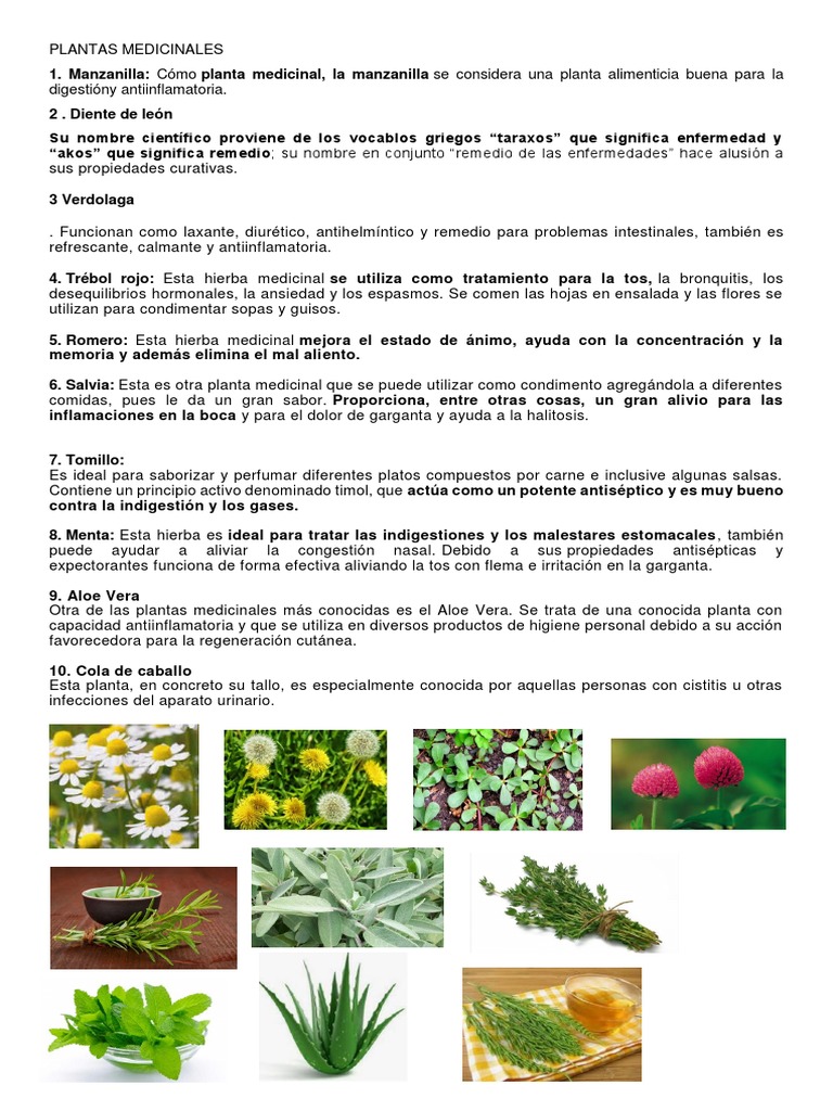10 Plantas Comestibles Arecaceae Plantas medicinales