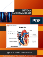 Sistema Cardiovascular