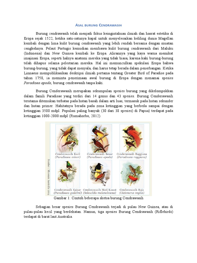 Cendrawasih