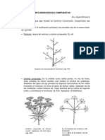 Complemento teórico INFLORESCENCIAS COMPUESTAS.pdf