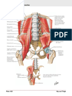 Psoas and Iliacus Muscles : See Also Plates 253, 258, 262