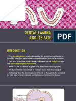 Dental Lamina and Its Fate: Prepared By: Nur Amira Illani Binti Roslan I BDS 2016/17