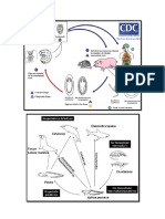 Ciclos de Parasitologia