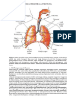 Organ Pernapasan Manusia