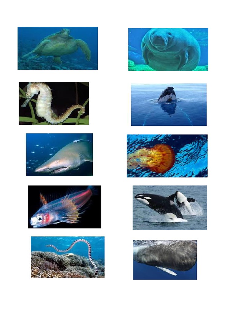 Animals That Can Swim | PDF