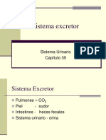 Sistema Excretor