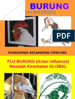 Flu Burung Kader Cipayung