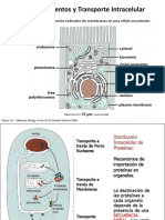 Compartimientos y Transporte Intracelular