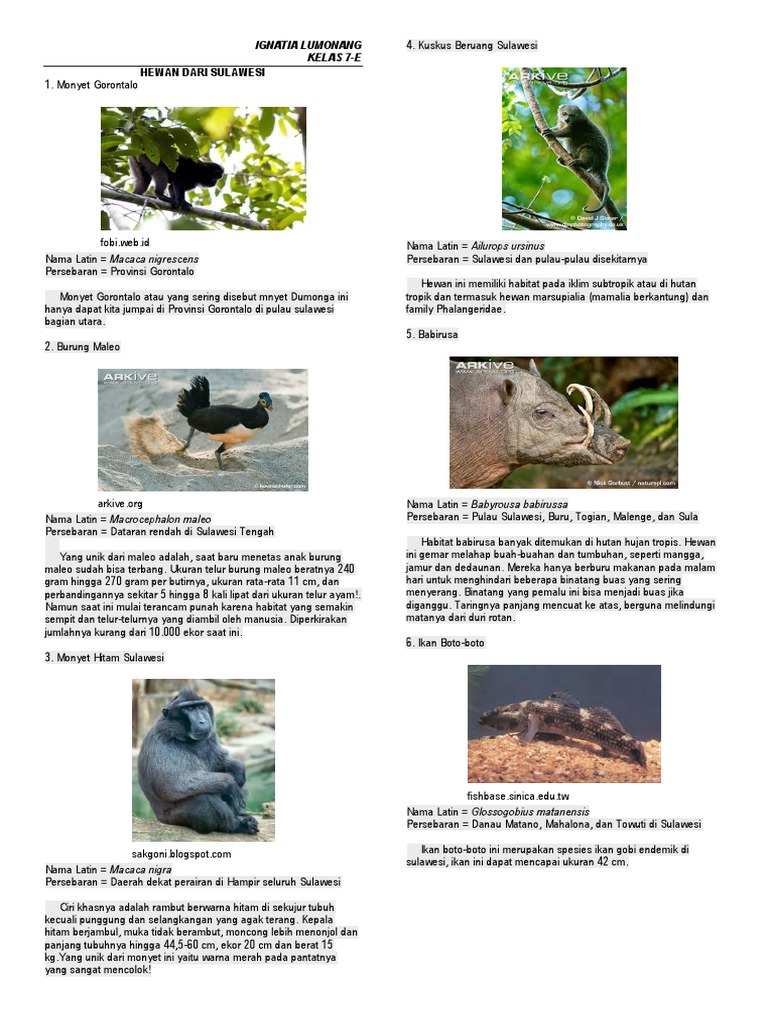 Hewan Dari Berbagai Pulau