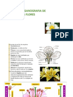 organografia de las flores